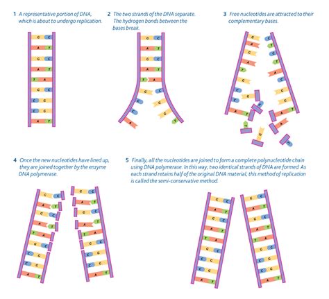 dna replication simple diagram